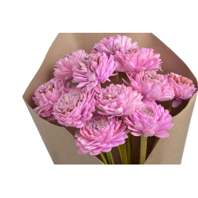 Shola cynia 6 cm 12szt/bukiet 64CAN1607_MAU