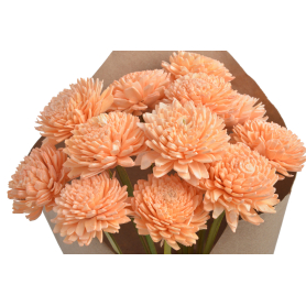 Shola cynia 6 cm 12szt/bukiet 64CAN1607_YL