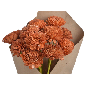 Shola cynia 6 cm 12szt/bukiet 64CAN1607_DKSAL