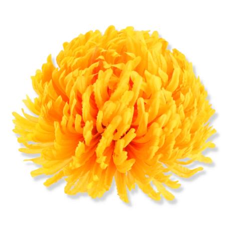 Chryzantema wyrobowa CHW2401
