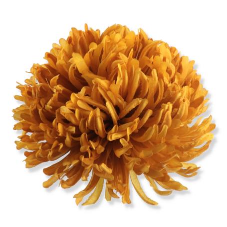 Chryzantema wyrobowa CHW2401