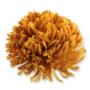 Chryzantema wyrobowa CHW2401
