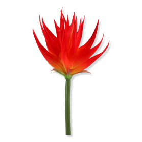 61201 red orange