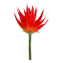 61201 red orange