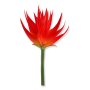 61201 red orange