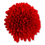 61459 red