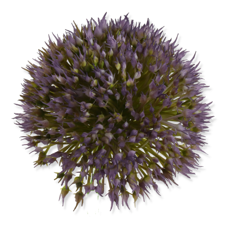 62015 6