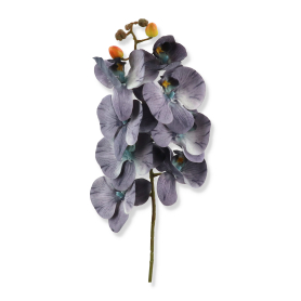 Storczyk gałązka pojedyncza 57205 KP61015