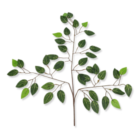 Liść beniamin MRC-1146