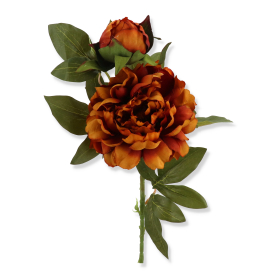 Piwonia gałązka 010133