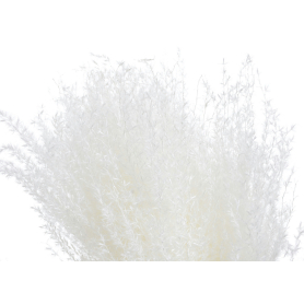 Miskant 10 szt pacz 249CAN134W