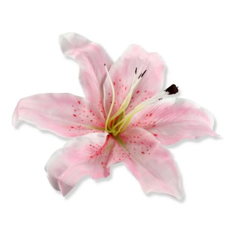 Lilia główka kwiatowa 230112