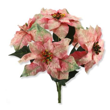 Gwiazda betlejemska bukiet XLIU041