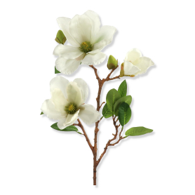 Magnolia gałązka KPA7009