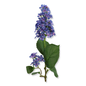 62252 blue violet