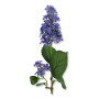 62252 blue violet