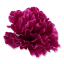 52531 dk lilac