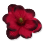 57931 cherry