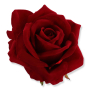 62631 red