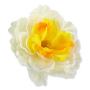 51449 lemon peach