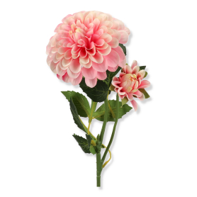Dalia gałązka 2201035