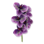 62374 ultra violet