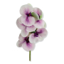 62374 lt violet