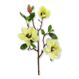 Magnolia gałązka ERA1040