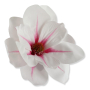 60243 white pink