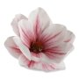 60243 lt pink