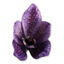 61406 ultra violet