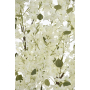 68126 white_1