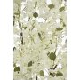 68126 white_1