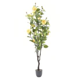 Drzewo róży w doniczce TREE047