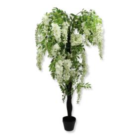 Wisteria w donicy 120 cm WIS-120 MD