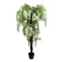 Wisteria w donicy 120 cm WIS-120 MD