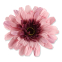 59370 aut lt lilac