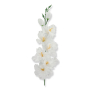 50185 pure white