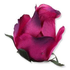 51553 new purple