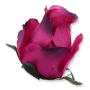 51553 new purple