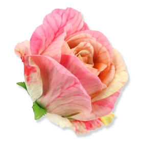 62815 pink yellow