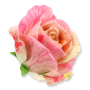 62815 pink yellow