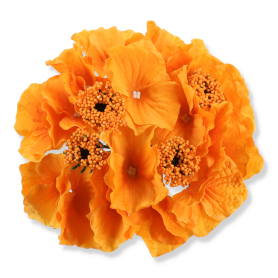 55659 orange