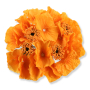 55659 orange