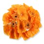 55659 orange