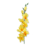 50185 lemon