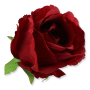 62815 red