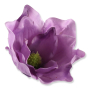 56608 lavender