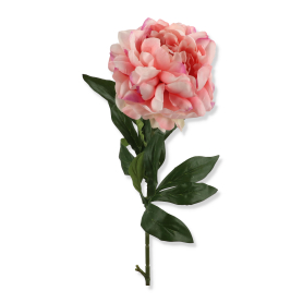 Peonia gałązka pojedyncza VIP8092/MIX 6