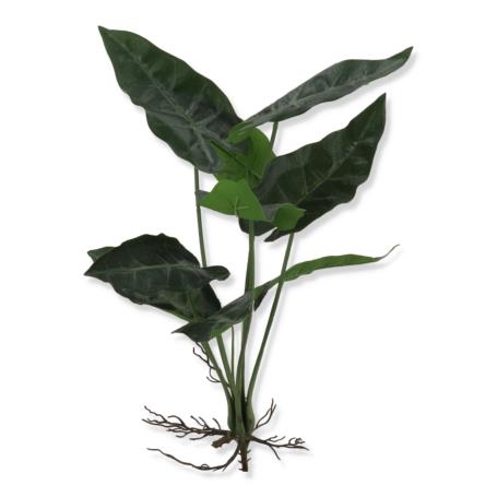 Alokazja bukiet ART IVY13